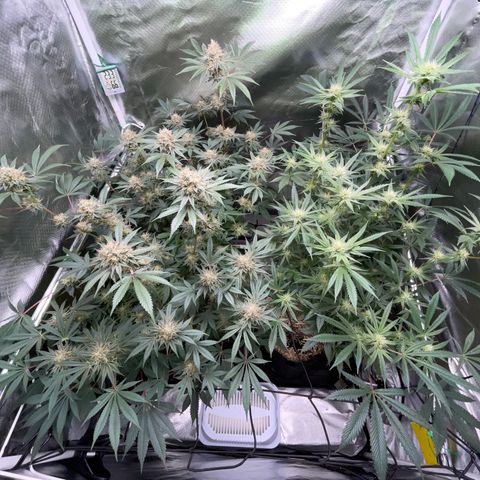 Critical Kush - GwJ Community Award Winning Celebration Grow Part 1 - The Winner - by KilliczGe growlog timeline photo