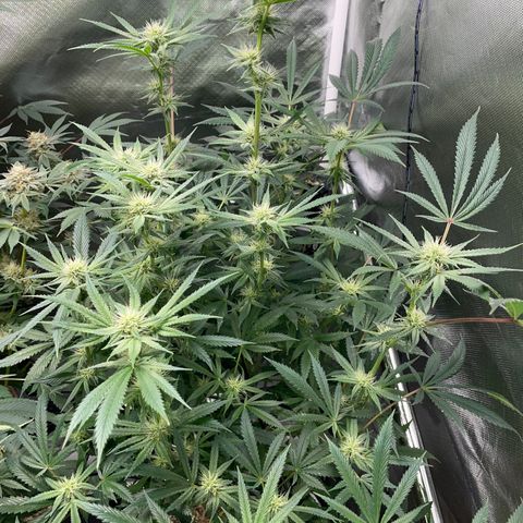 Special Kush 1 - GwJ Community Award Winning Celebration Grow Part 2 -The Price - by KilliczGe growlog timeline photo