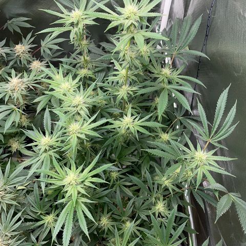 Special Kush 1 - GwJ Community Award Winning Celebration Grow Part 2 -The Price - by KilliczGe growlog timeline photo