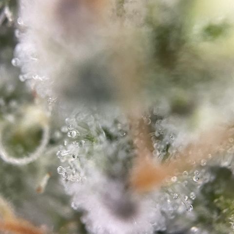 Critical Kush - GwJ Community Award Winning Celebration Grow Part 1 - The Winner - by KilliczGe growlog timeline photo