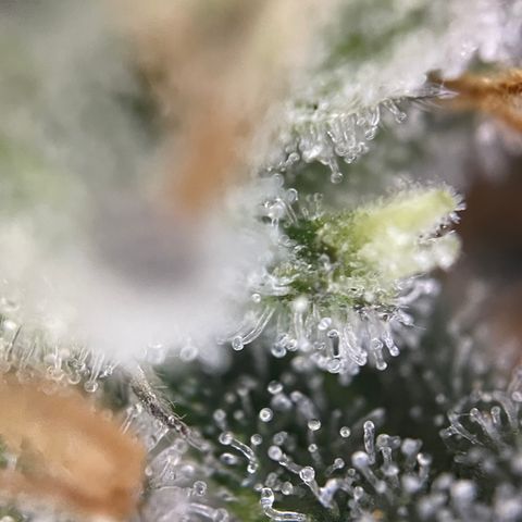 Critical Kush - GwJ Community Award Winning Celebration Grow Part 1 - The Winner - by KilliczGe growlog timeline photo