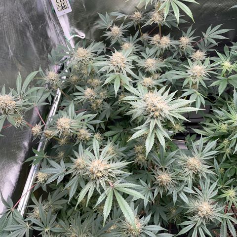 Critical Kush - GwJ Community Award Winning Celebration Grow Part 1 - The Winner - by KilliczGe growlog timeline photo