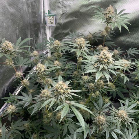 Critical Kush - GwJ Community Award Winning Celebration Grow Part 1 - The Winner - by KilliczGe growlog timeline photo