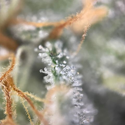 Critical Kush - GwJ Community Award Winning Celebration Grow Part 1 - The Winner - by KilliczGe growlog timeline photo