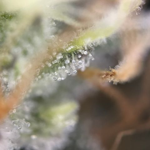 Critical Kush - GwJ Community Award Winning Celebration Grow Part 1 - The Winner - by KilliczGe growlog timeline photo