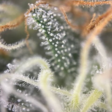 Critical Kush - GwJ Community Award Winning Celebration Grow Part 1 - The Winner - by KilliczGe growlog timeline photo