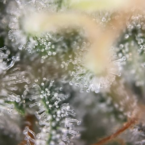 Critical Kush - GwJ Community Award Winning Celebration Grow Part 1 - The Winner - by KilliczGe growlog timeline photo