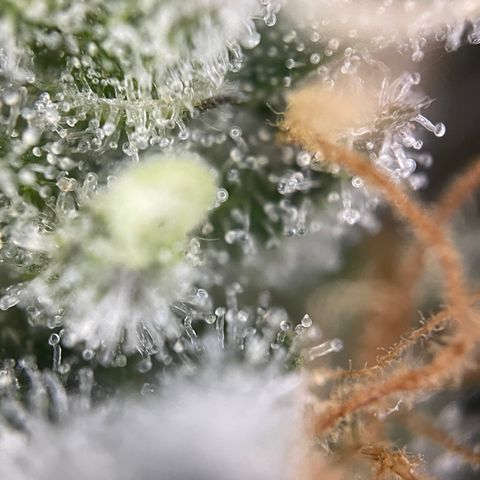Critical Kush - GwJ Community Award Winning Celebration Grow Part 1 - The Winner - by KilliczGe growlog timeline photo