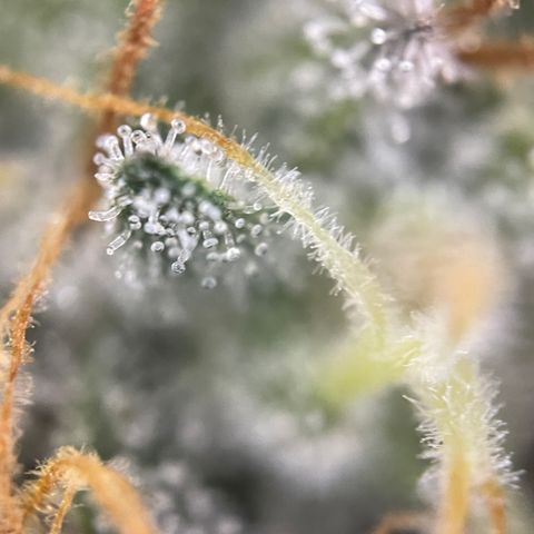 Critical Kush - GwJ Community Award Winning Celebration Grow Part 1 - The Winner - by KilliczGe growlog timeline photo