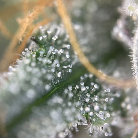 Critical Kush - GwJ Community Award Winning Celebration Grow Part 1 - The Winner - by KilliczGe growlog timeline photo