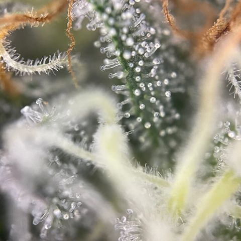 Critical Kush - GwJ Community Award Winning Celebration Grow Part 1 - The Winner - by KilliczGe growlog timeline photo