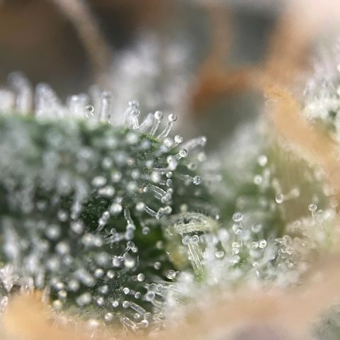 Critical Kush - GwJ Community Award Winning Celebration Grow Part 1 - The Winner - by KilliczGe growlog timeline photo