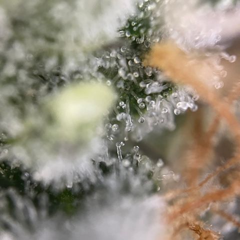 Critical Kush - GwJ Community Award Winning Celebration Grow Part 1 - The Winner - by KilliczGe growlog timeline photo