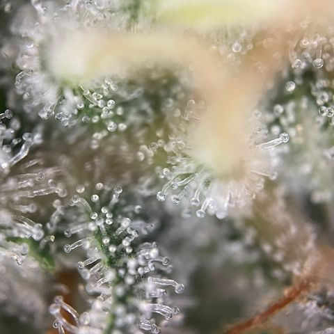 Critical Kush - GwJ Community Award Winning Celebration Grow Part 1 - The Winner - by KilliczGe growlog timeline photo
