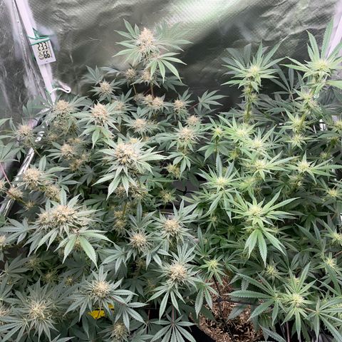 Critical Kush - GwJ Community Award Winning Celebration Grow Part 1 - The Winner - by KilliczGe growlog timeline photo