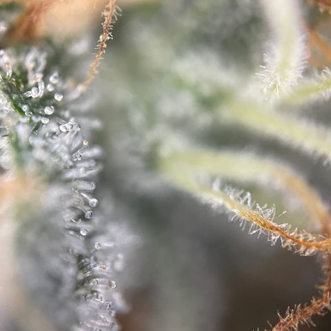 Critical Kush - GwJ Community Award Winning Celebration Grow Part 1 - The Winner - by KilliczGe growlog timeline photo