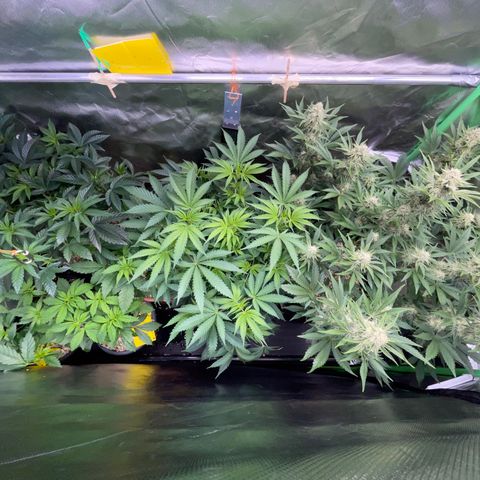 Wedding Cake Auto by KilliczGe growlog timeline photo