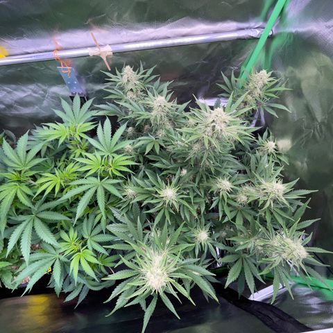 Wedding Cake Auto by KilliczGe growlog timeline photo