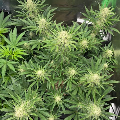 Wedding Cake Auto by KilliczGe growlog timeline photo