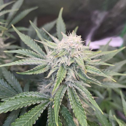 Wedding Cake Auto by KilliczGe growlog timeline photo
