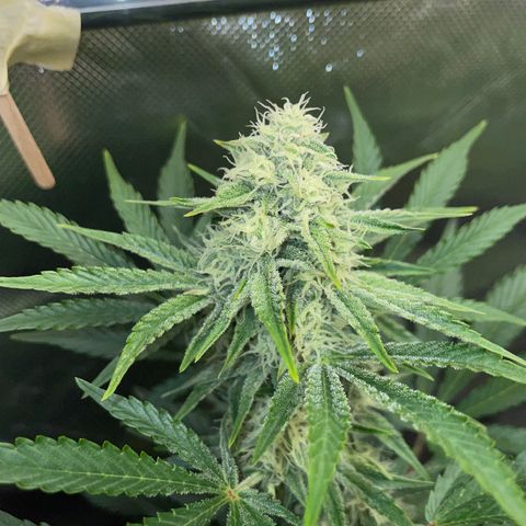 Wedding Cake Auto by KilliczGe growlog timeline photo