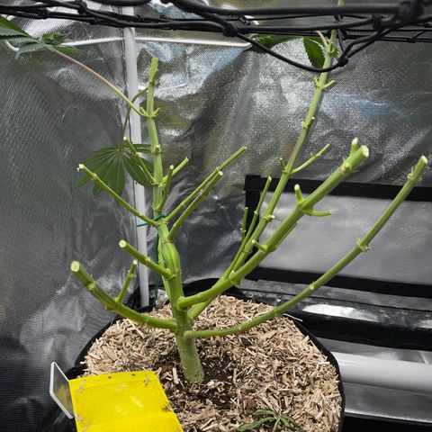 Critical Kush - GwJ Community Award Winning Celebration Grow Part 1 - The Winner - by KilliczGe growlog timeline photo