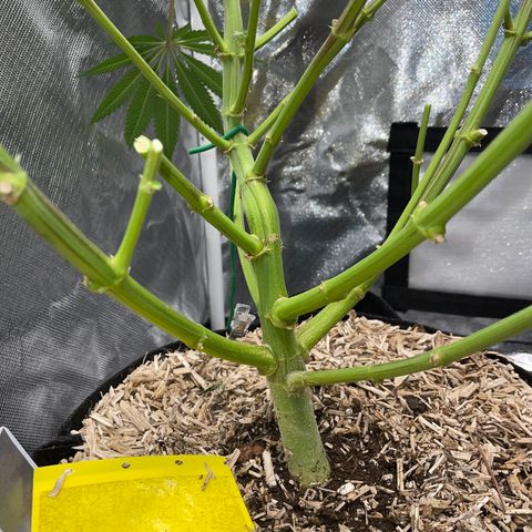 Critical Kush - GwJ Community Award Winning Celebration Grow Part 1 - The Winner - by KilliczGe growlog timeline photo