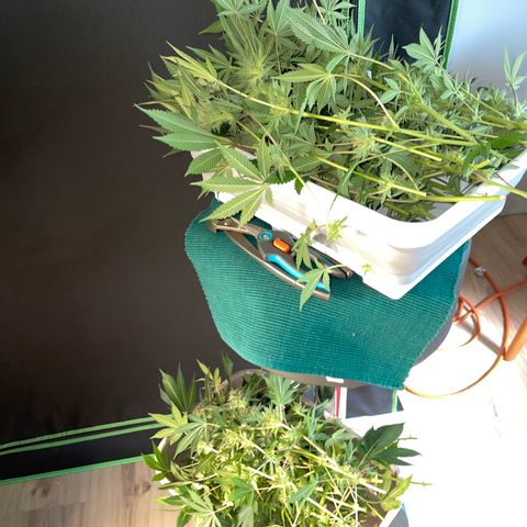 Critical Kush - GwJ Community Award Winning Celebration Grow Part 1 - The Winner - by KilliczGe growlog timeline photo