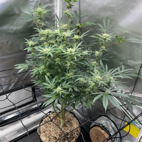 Special Kush 1 - GwJ Community Award Winning Celebration Grow Part 2 -The Price - by KilliczGe growlog timeline photo