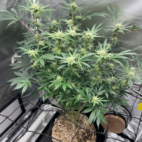 Special Kush 1 - GwJ Community Award Winning Celebration Grow Part 2 -The Price - by KilliczGe growlog timeline photo