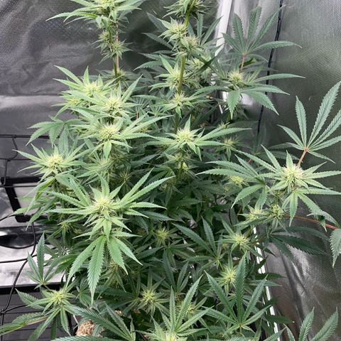 Special Kush 1 - GwJ Community Award Winning Celebration Grow Part 2 -The Price - by KilliczGe growlog timeline photo
