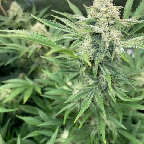 Wedding Cake Auto by KilliczGe growlog timeline photo