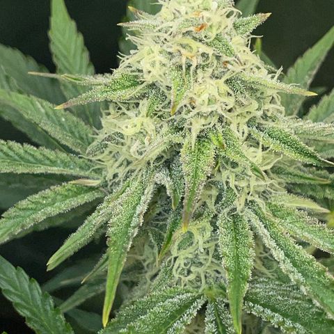 Wedding Cake Auto by KilliczGe growlog timeline photo