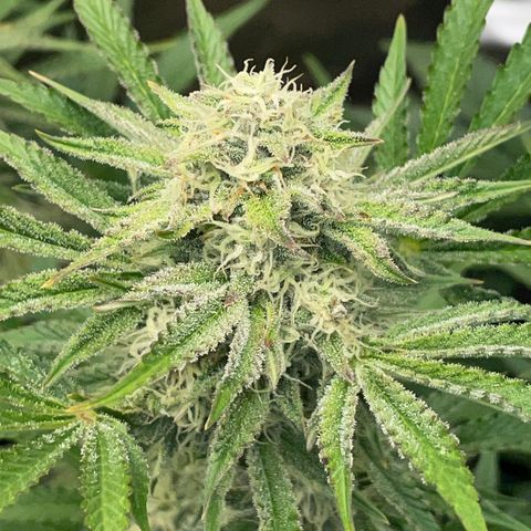 Wedding Cake Auto by KilliczGe growlog timeline photo