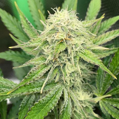 Wedding Cake Auto by KilliczGe growlog timeline photo