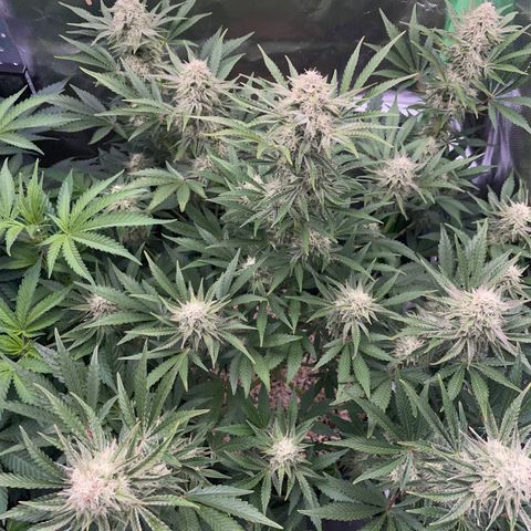 Wedding Cake Auto by KilliczGe growlog timeline photo