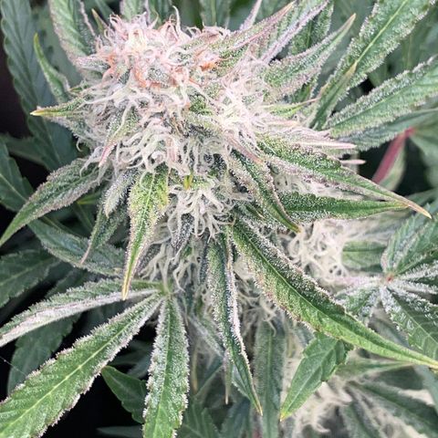 Wedding Cake Auto by KilliczGe growlog timeline photo