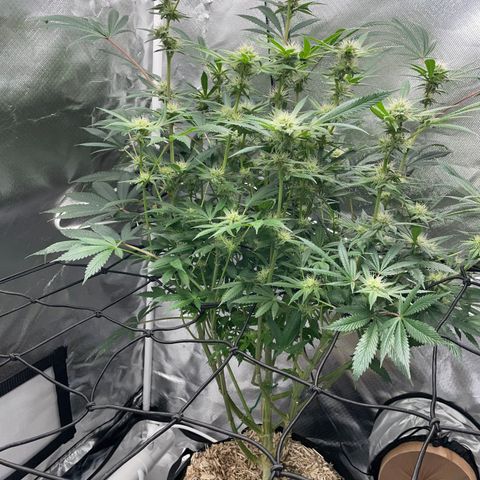 Special Kush 1 - GwJ Community Award Winning Celebration Grow Part 2 -The Price - by KilliczGe growlog timeline photo