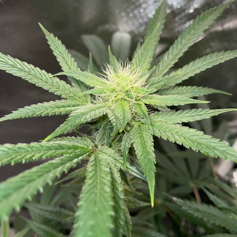 Special Kush 1 - GwJ Community Award Winning Celebration Grow Part 2 -The Price - by KilliczGe growlog timeline photo