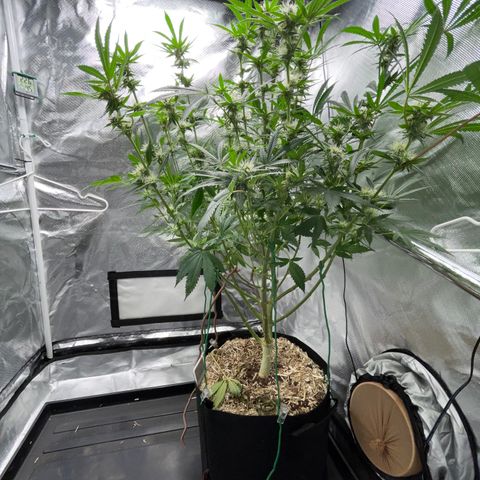 Special Kush 1 - GwJ Community Award Winning Celebration Grow Part 2 -The Price - by KilliczGe growlog timeline photo