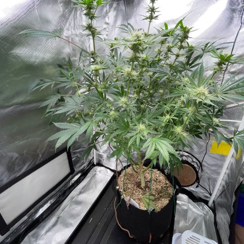 Special Kush 1 - GwJ Community Award Winning Celebration Grow Part 2 -The Price - by KilliczGe growlog timeline photo