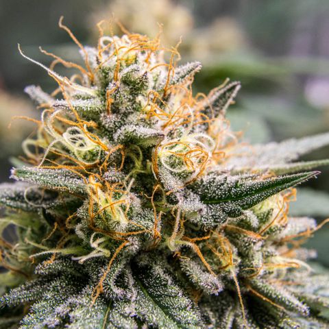 Critical Kush - GwJ Community Award Winning Celebration Grow Part 1 - The Winner - by KilliczGe growlog timeline photo