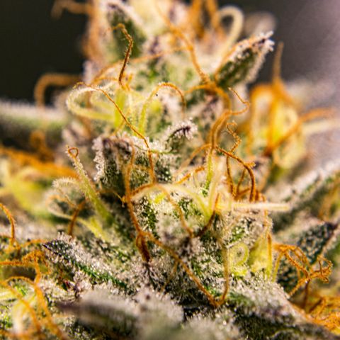 Critical Kush - GwJ Community Award Winning Celebration Grow Part 1 - The Winner - by KilliczGe growlog timeline photo