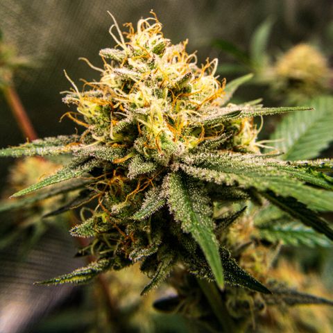 Critical Kush - GwJ Community Award Winning Celebration Grow Part 1 - The Winner - by KilliczGe growlog timeline photo