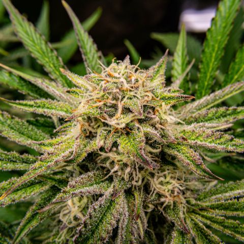 Wedding Cake Auto by KilliczGe growlog timeline photo
