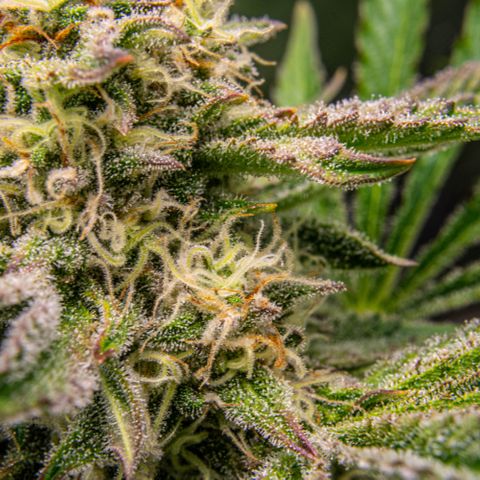 Wedding Cake Auto by KilliczGe growlog timeline photo