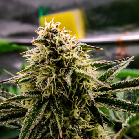 Wedding Cake Auto by KilliczGe growlog timeline photo