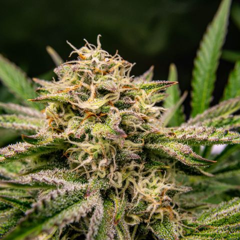 Wedding Cake Auto by KilliczGe growlog timeline photo
