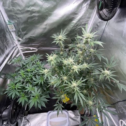 Special Kush 1 - GwJ Community Award Winning Celebration Grow Part 2 -The Price - by KilliczGe growlog timeline photo