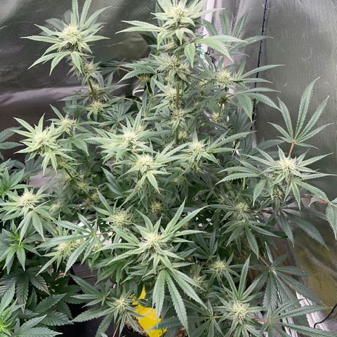 Special Kush 1 - GwJ Community Award Winning Celebration Grow Part 2 -The Price - by KilliczGe growlog timeline photo